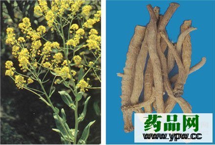 長(zhǎng)期服用板藍(lán)根將降低人體免疫力