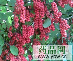 ��ζ��������ˎ��ð�H