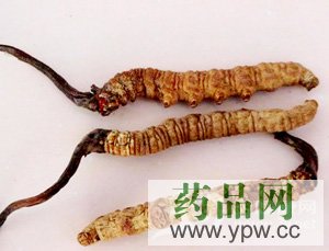 專家支招:冬蟲(chóng)夏草巧辨別