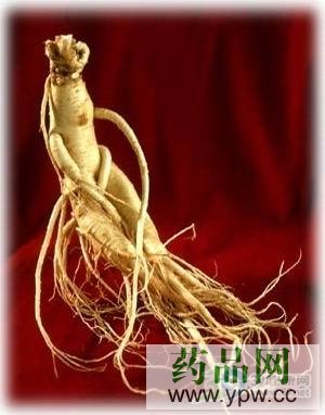 服用高麗參 引發(fā)高血壓